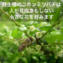 画像をギャラリービューアに読み込む, ニホンミツバチのハチミツ (京都府産)【300g】